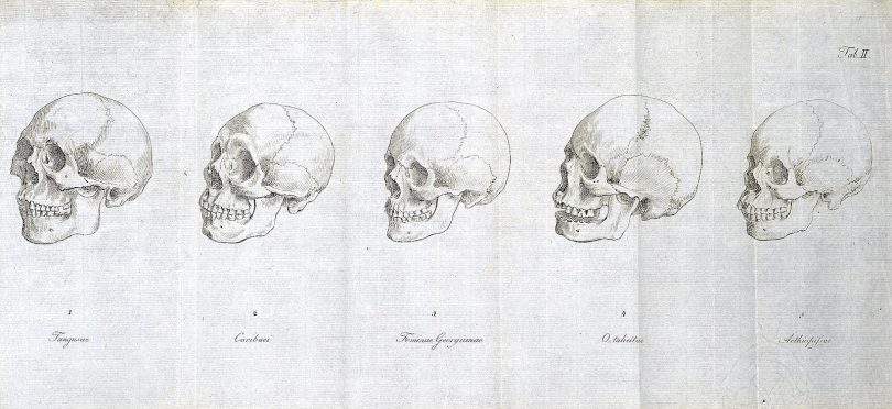 a series of sketches of human skulls